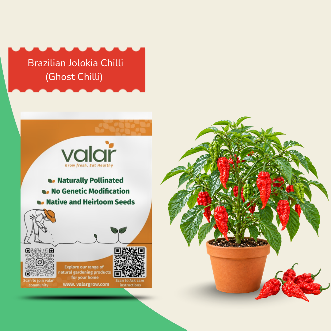 Brazilian Jolokia Chilli (Ghost Chilli) Seeds