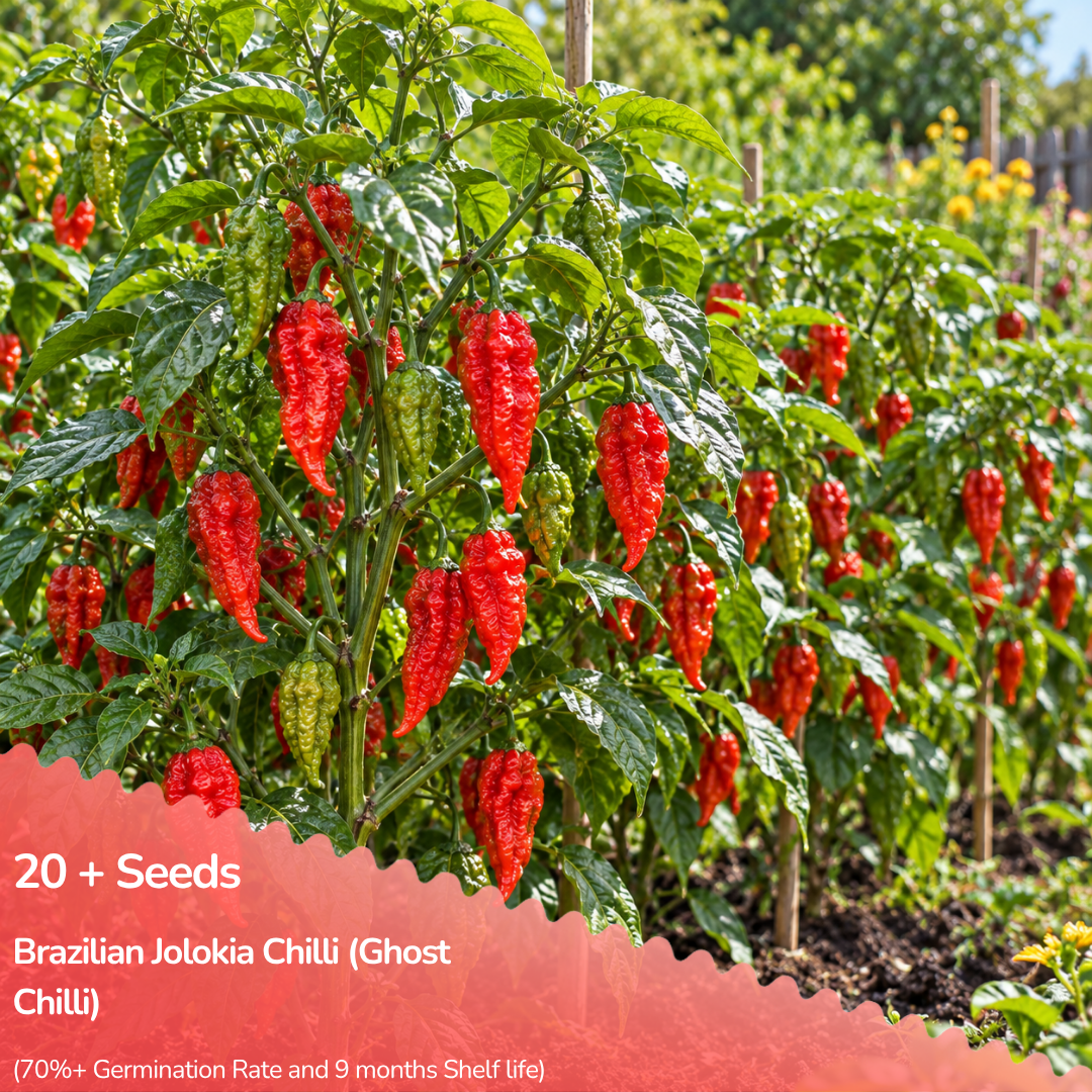 Brazilian Jolokia Chilli (Ghost Chilli) Seeds