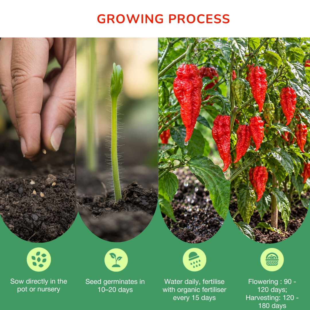 Brazilian Jolokia Chilli (Ghost Chilli) Seeds