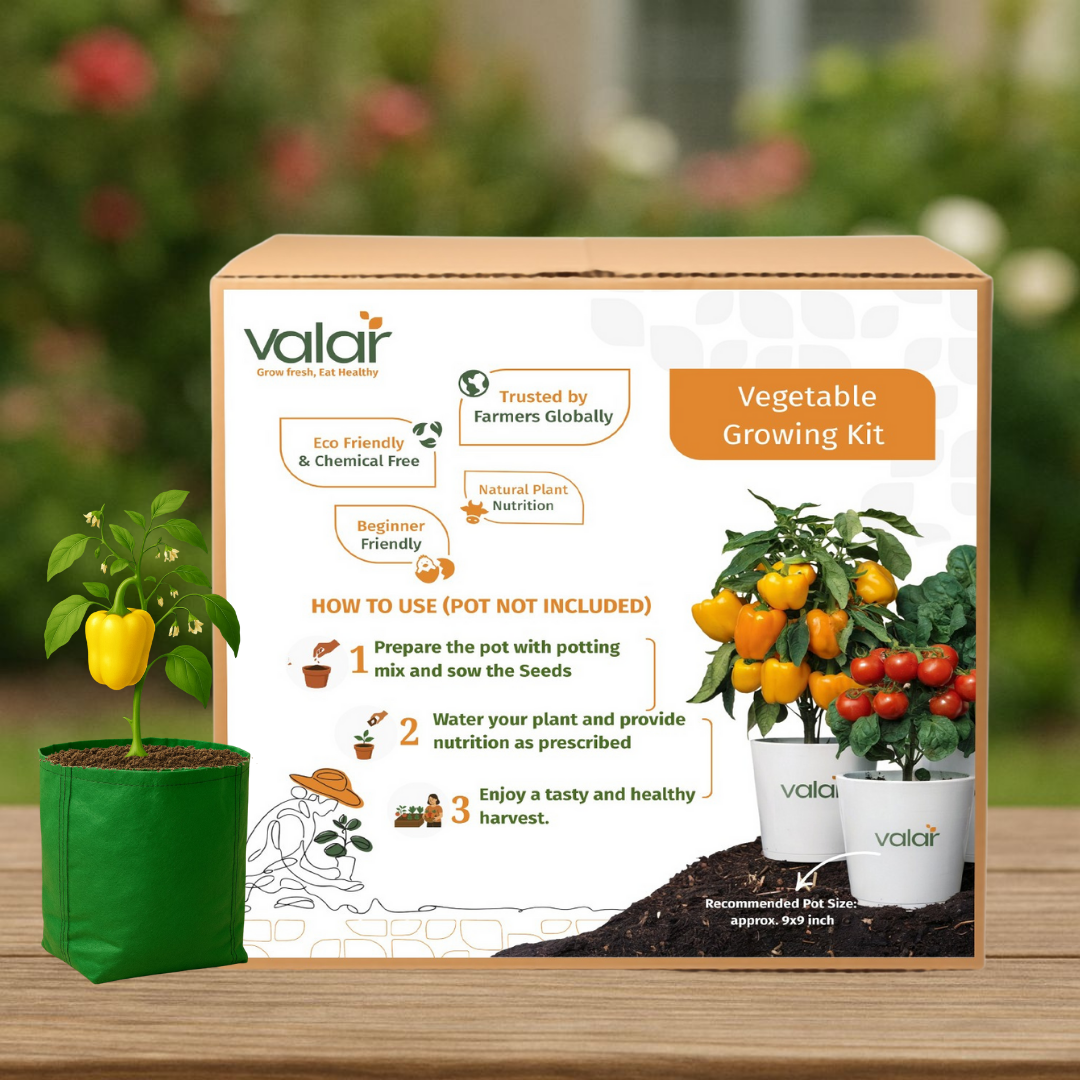 🌱 Valar Capsicum Growing Kit | All-in-One Home Gardening Set 🌿 (Pack of 1 - Big) | Reusable Pot + Organic Seeds + Bio-Fertilizers