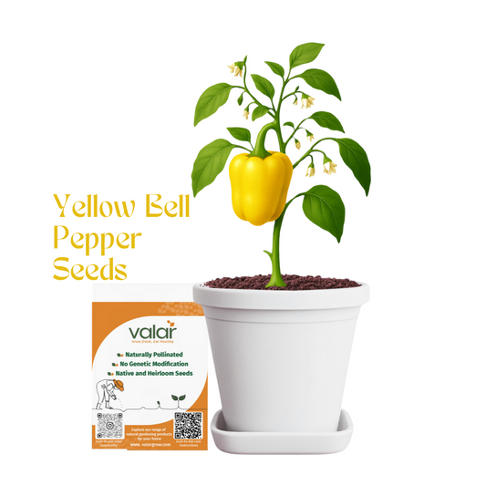 Valar Yellow Bell Pepper 🌟 | Non-GMO, Sunshine Sweetness | Vitamin A Powerhouse